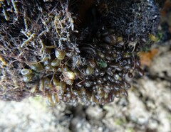 Acrocystis nana