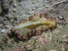 Pseudobiceros fulgor