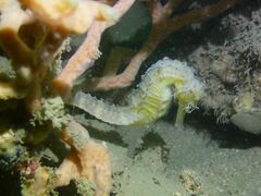 Hippocampus comes
