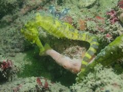 Hippocampus comes