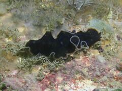 Pseudobiceros hancockanus