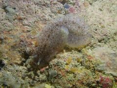 Dendrodoris elongata