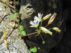 Cerastium holosteum