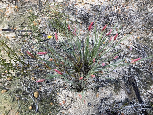 Image of Johnsonia pubescens by (c) Thomas Mesaglio, some rights reserved (CC BY)