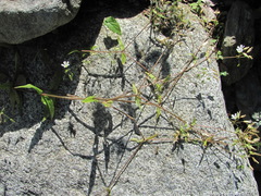 Cerastium holosteum