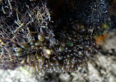 Acrocystis nana