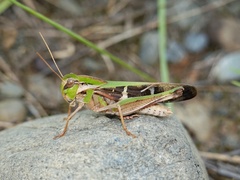 Gastrimargus marmoratus