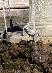 Larus argentatus