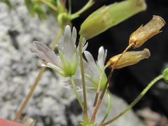 Cerastium holosteum