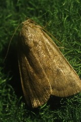 Noctua interjecta