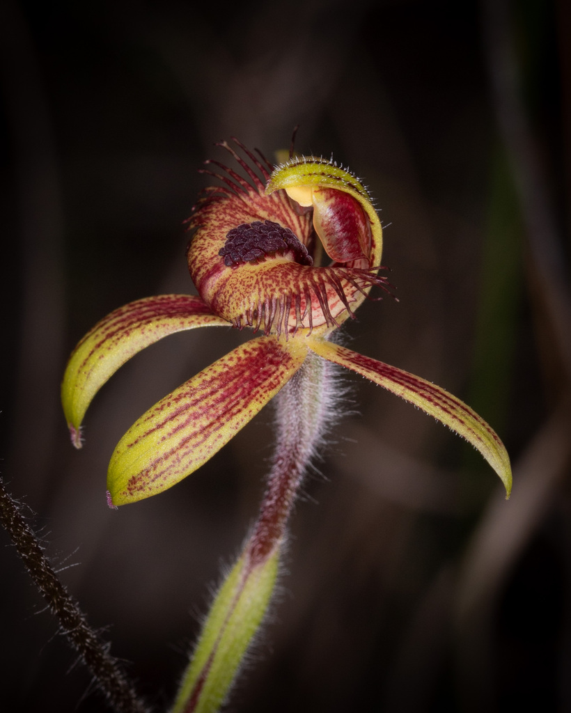 Caladenia discoidea