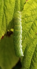 Euplexia