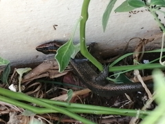 Trachylepis punctatissima