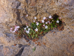 Crassula dentata