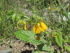 Rhynchocorys orientalis