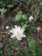 Scabiosa bipinnata