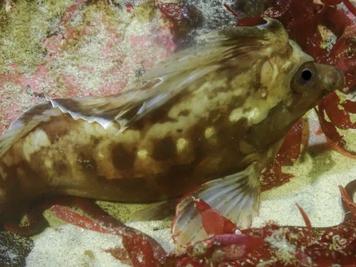 Pigfish (Congiopodus leucopaecilus) — Congiopodidae — 4
