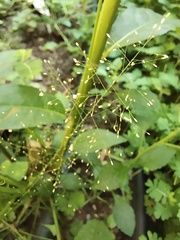 Poaceae