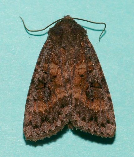 Great Brown Dart photo 5