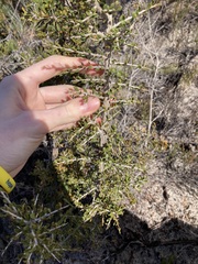Leptospermum spinescens