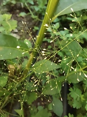 Poaceae