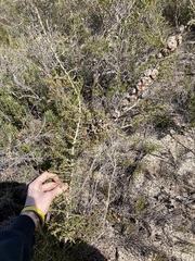 Leptospermum spinescens