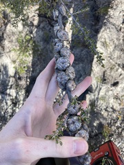 Leptospermum spinescens