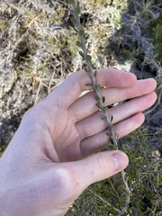 Leptospermum spinescens