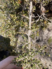Leptospermum spinescens