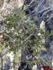 Leptospermum spinescens