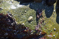 Lepidochitona cinerea