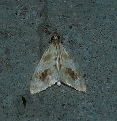 Evergestis lunulalis