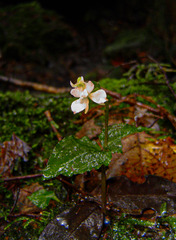 Disperis virginalis