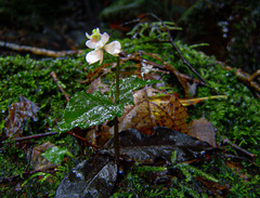 Disperis virginalis