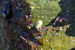 Lepidochitona cinerea