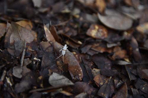 Cycloptilum slossoni (Scudder, 1897)