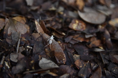 Cycloptilum slossoni