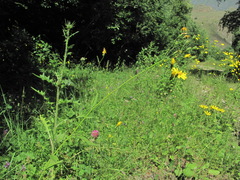 Lapsana communis grandiflora