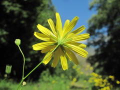 Lapsana communis grandiflora