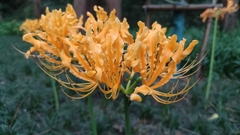 Lycoris aurea