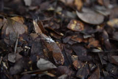 Cycloptilum slossoni