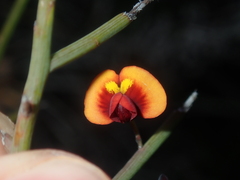 Daviesia divaricata