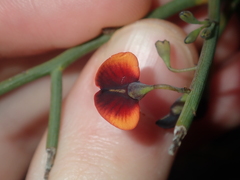 Daviesia divaricata