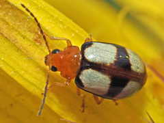Monolepta cruciata