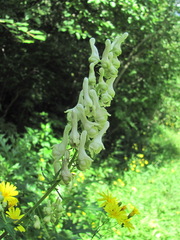 Aconitum orientale