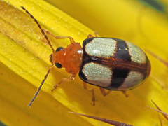 Monolepta cruciata