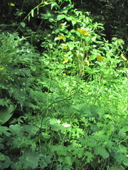 Ranunculus caucasicus