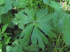 Ranunculus caucasicus