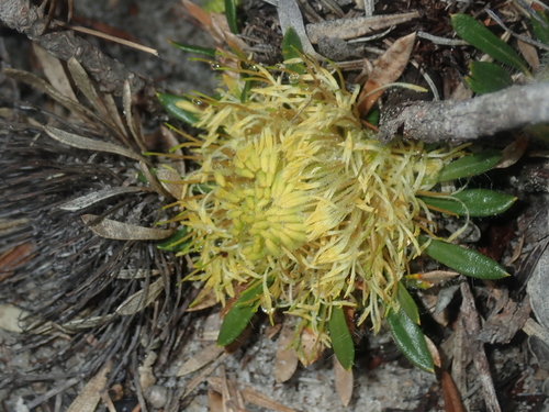 Image of Banksia tridentata by (c) Thomas Mesaglio, some rights reserved (CC BY)