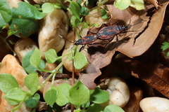 Dindymus circumcinctus